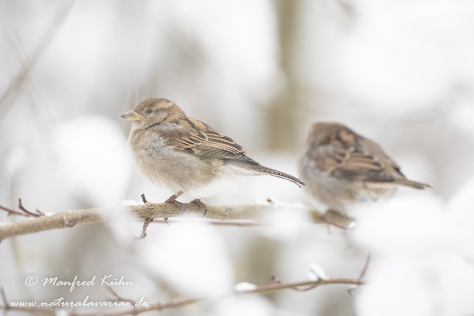 Haussperling ()_0065