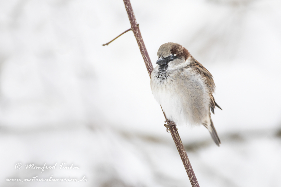 Haussperling ()_0066