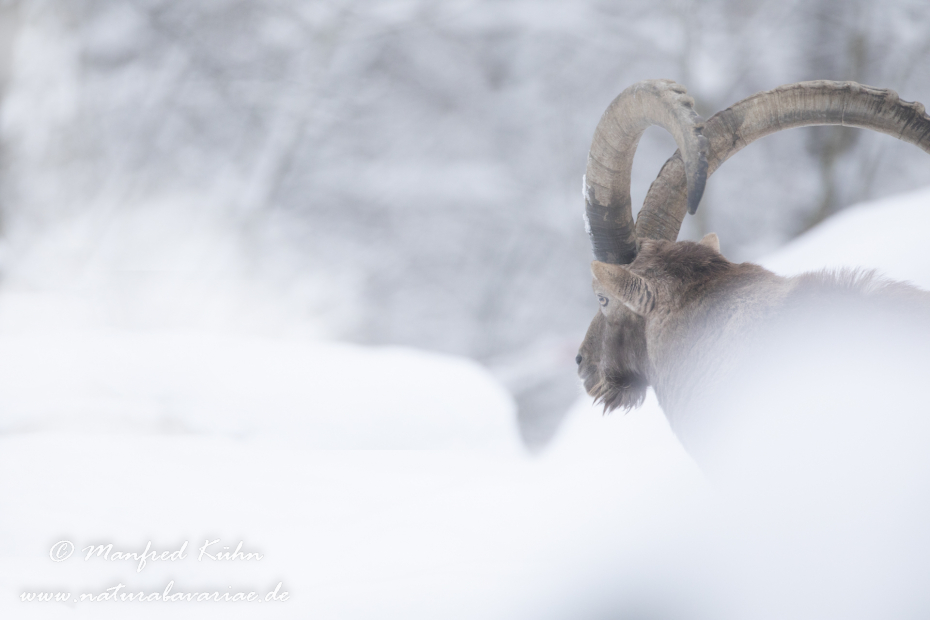Steinbock (Alpen-)_0207