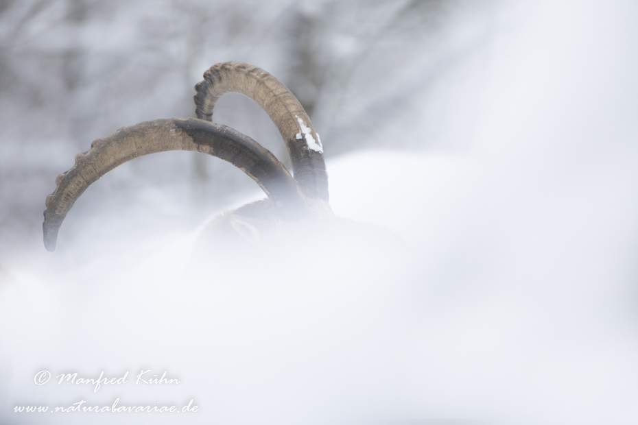 Steinbock (Alpen-)_0209