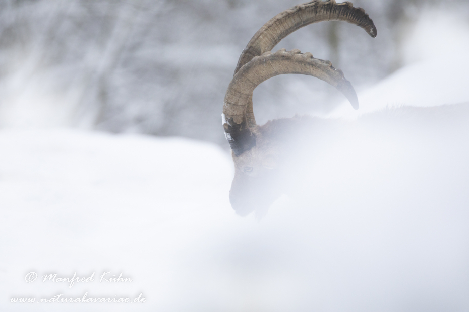 Steinbock (Alpen-)_0210