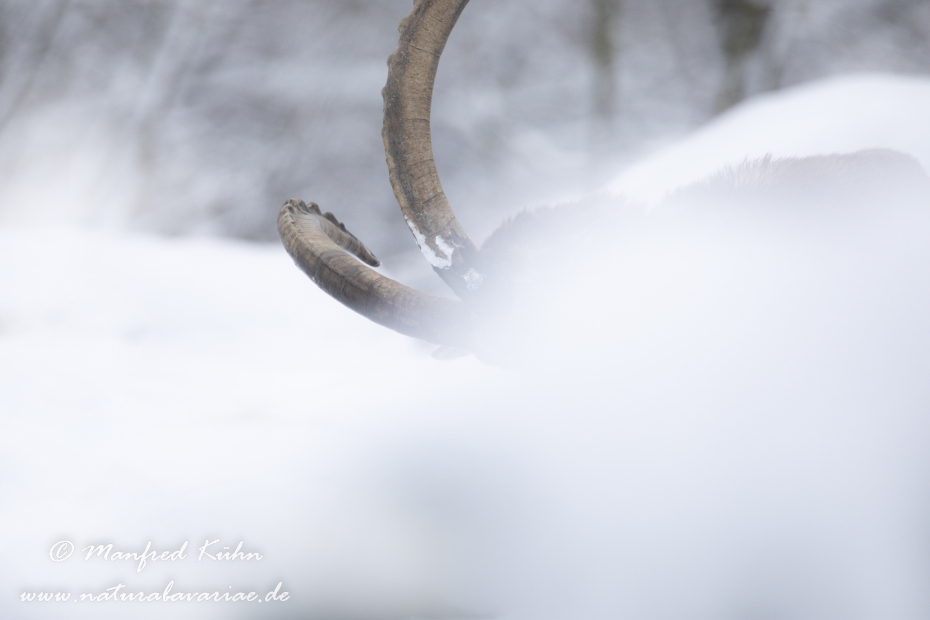 Steinbock (Alpen-)_0211