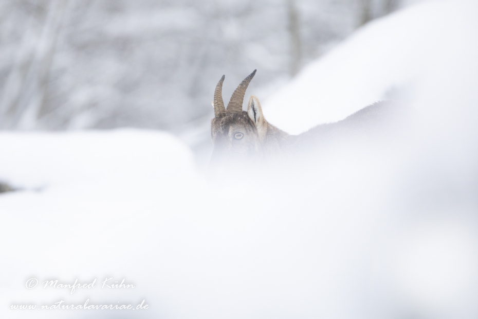 Steinbock (Alpen-)_0220
