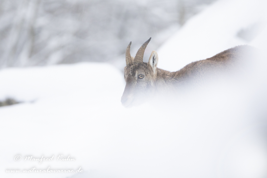 Steinbock (Alpen-)_0221