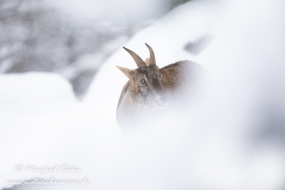 Steinbock (Alpen-)_0223