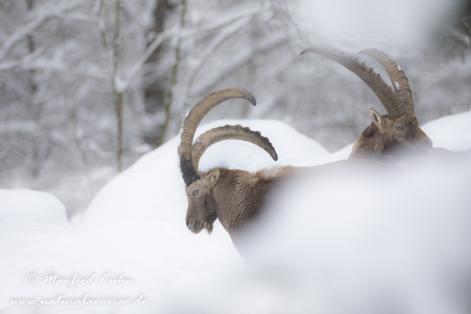 Steinbock (Alpen-)_0226