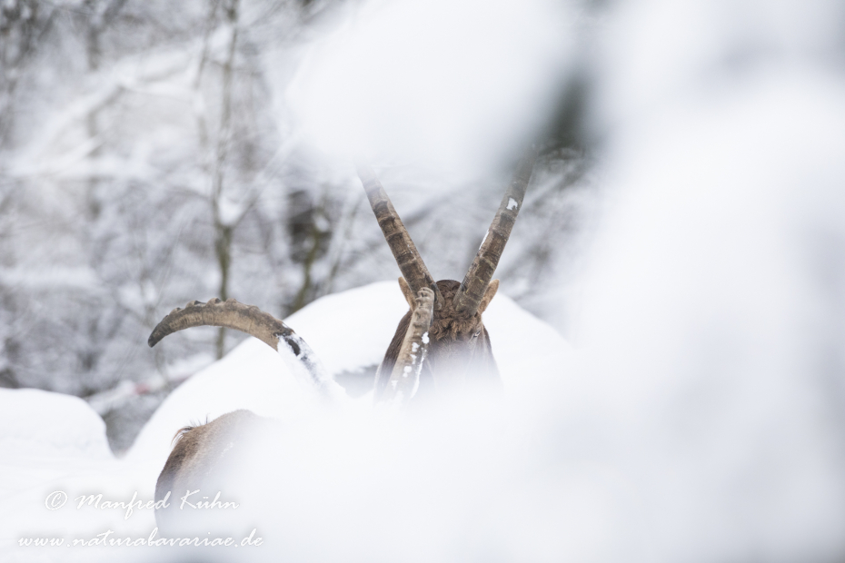 Steinbock (Alpen-)_0229