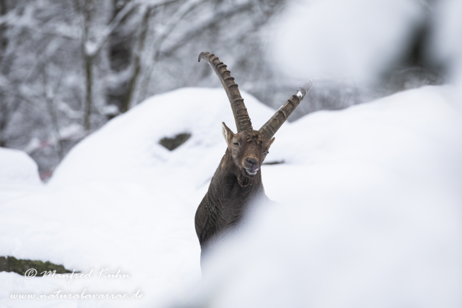 Steinbock (Alpen-)_0230