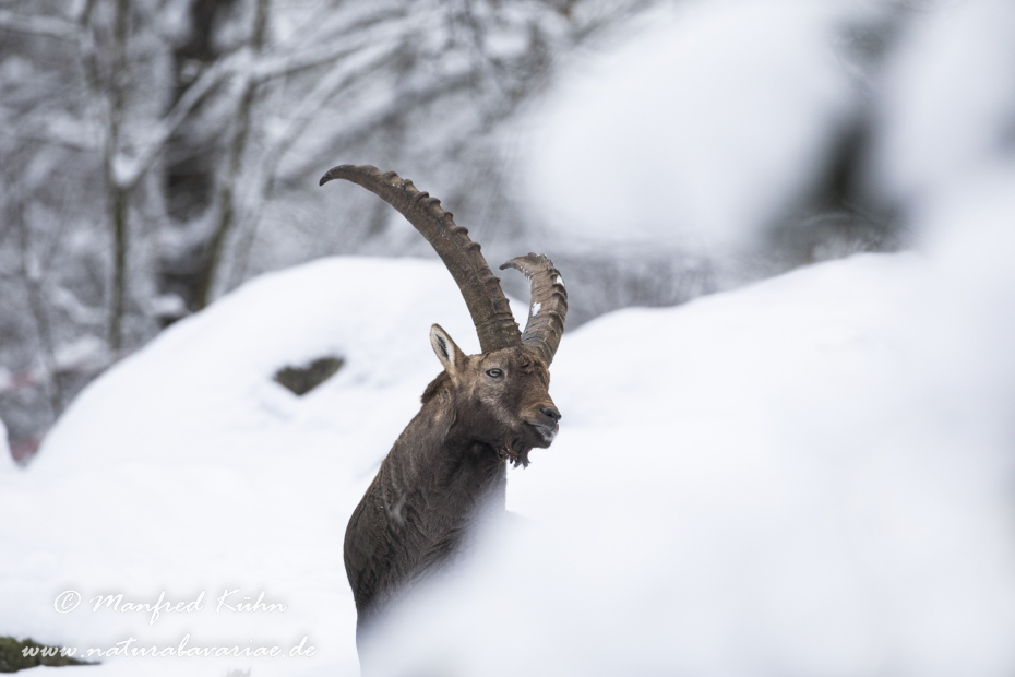 Steinbock (Alpen-)_0231