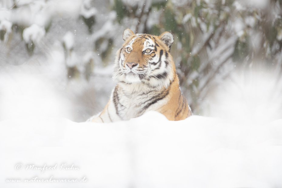 Tiger Sibirischer ()_0005