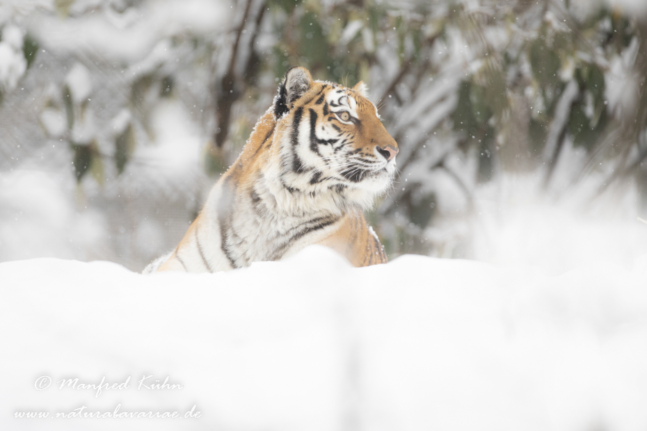 Tiger Sibirischer ()_0007