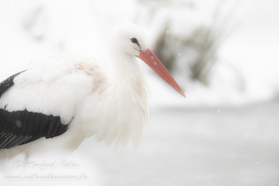 Weissstorch ()_0070