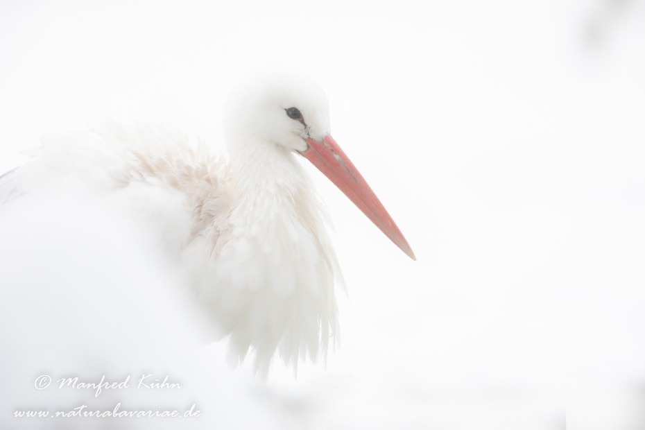 Weissstorch ()_0073