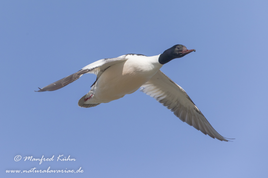 Gänsesäger ()_0014