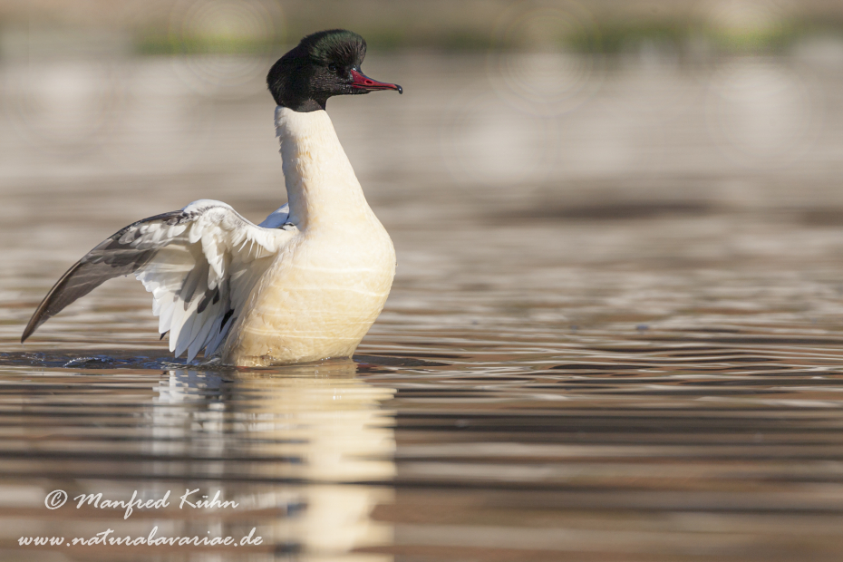 Gänsesäger ()_0019