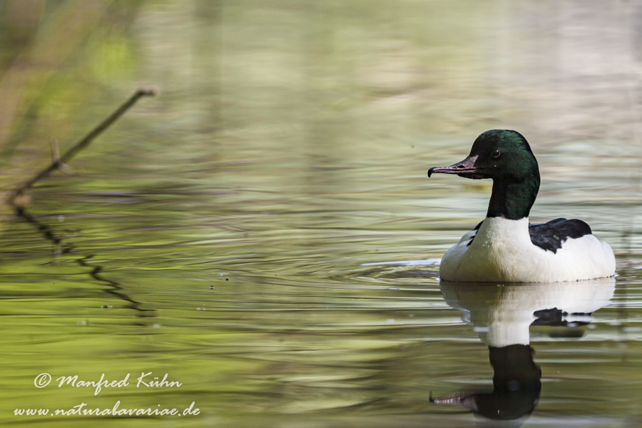 Gänsesäger ()_0026