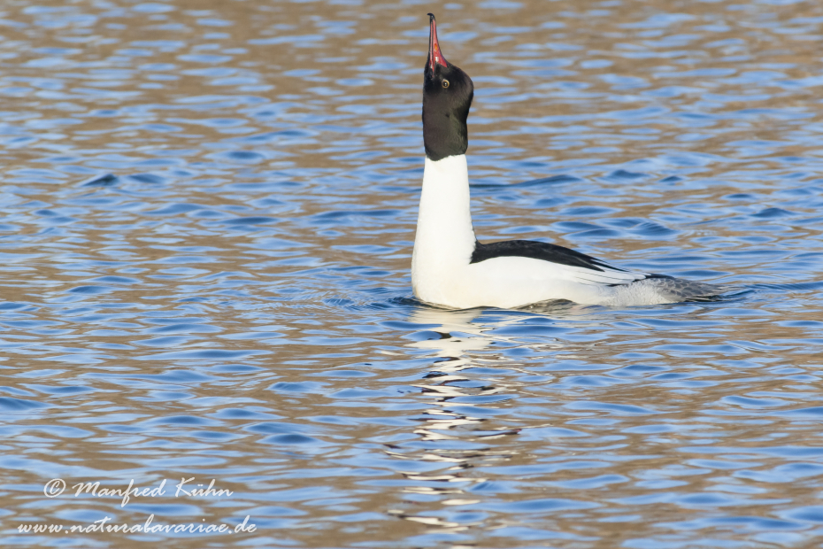 Gänsesäger ()_0030