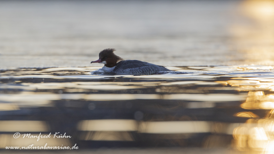 Gänsesäger ()_0038