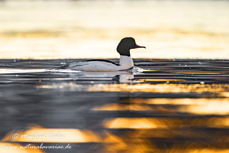 Gänsesäger ()_0040