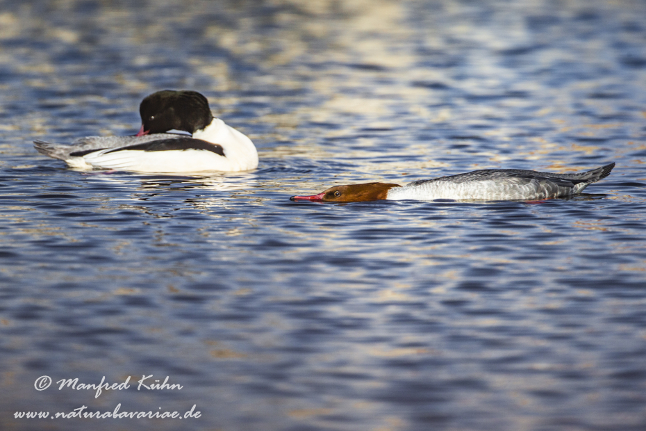 Gänsesäger ()_0043