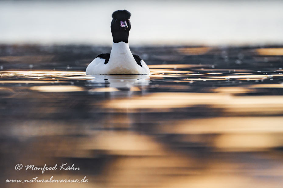 Gänsesäger ()_0044