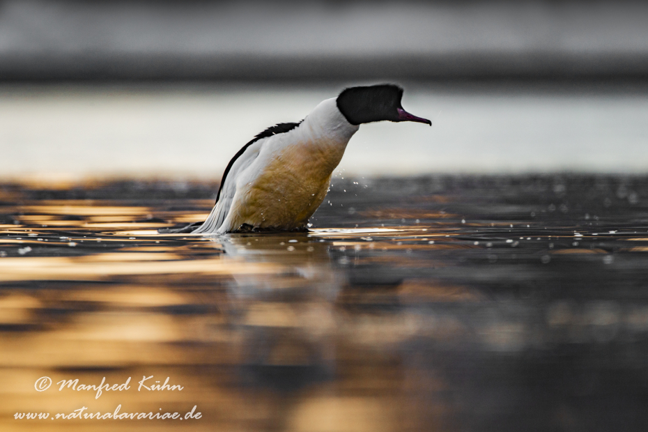 Gänsesäger ()_0046