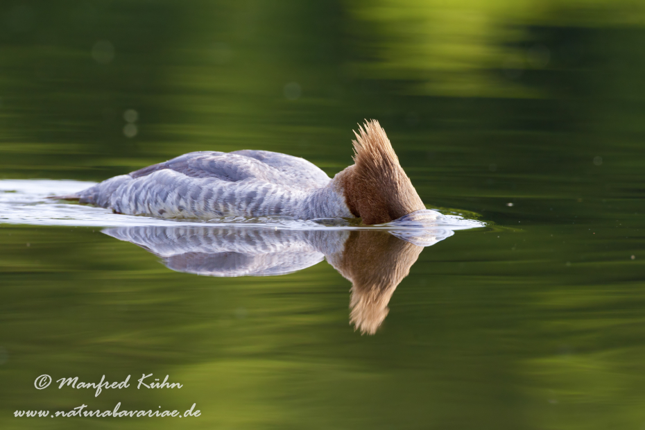 Gänsesäger ()_0060