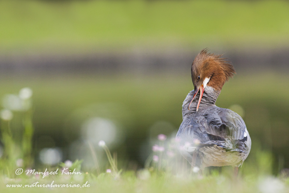 Gänsesäger ()_0063