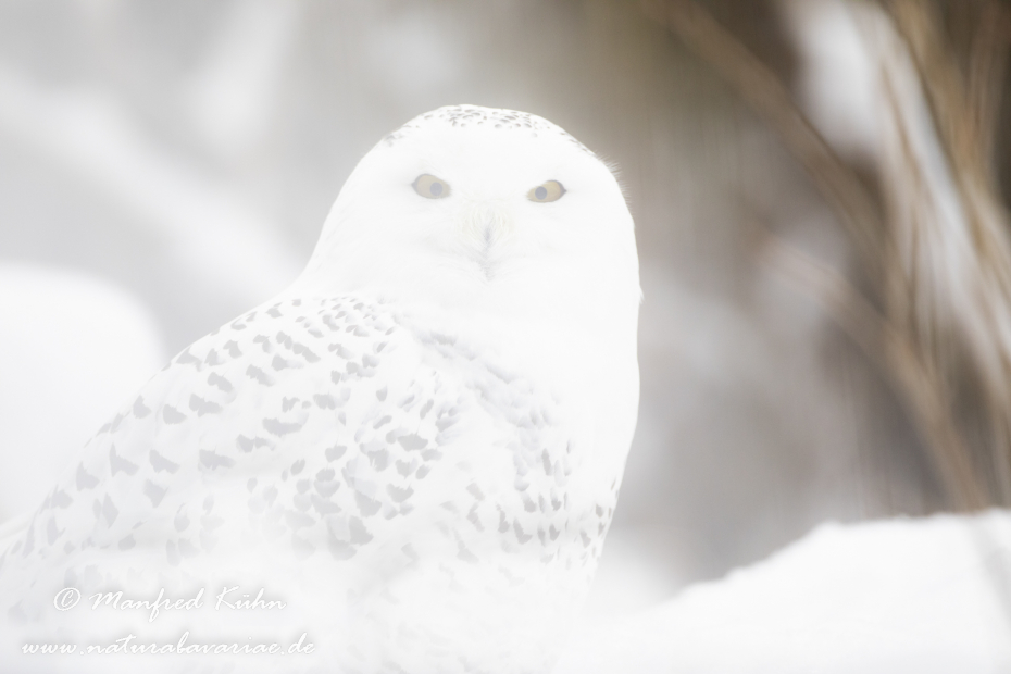 Schnee-Eule ()_0023