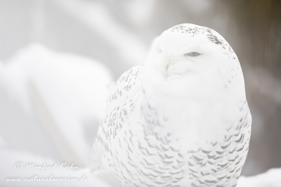 Schnee-Eule ()_0026