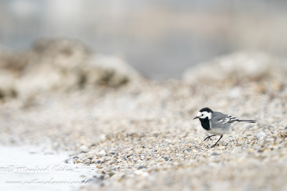 Bachstelze ()_0132