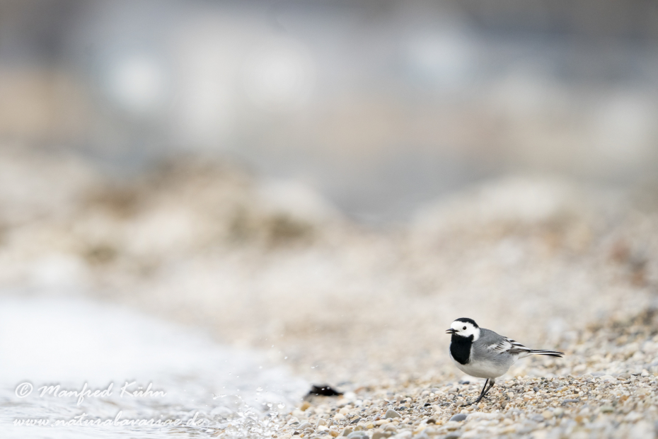 Bachstelze ()_0134