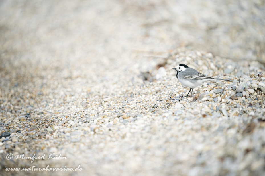 Bachstelze ()_0138