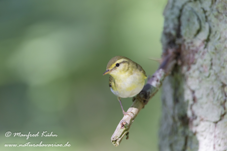 Laubsänger (Wald-)_0013
