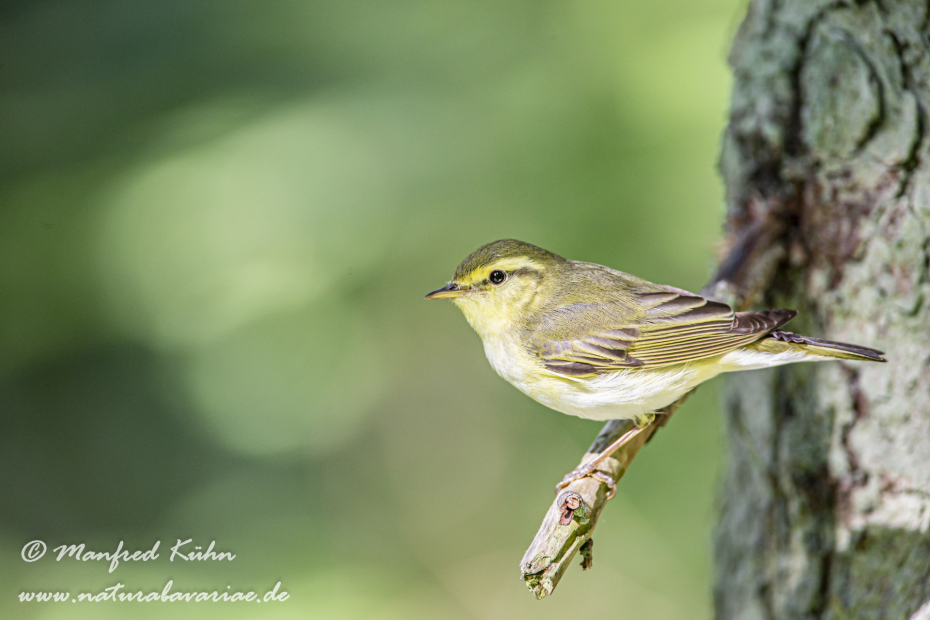 Laubsänger (Wald-)_0024