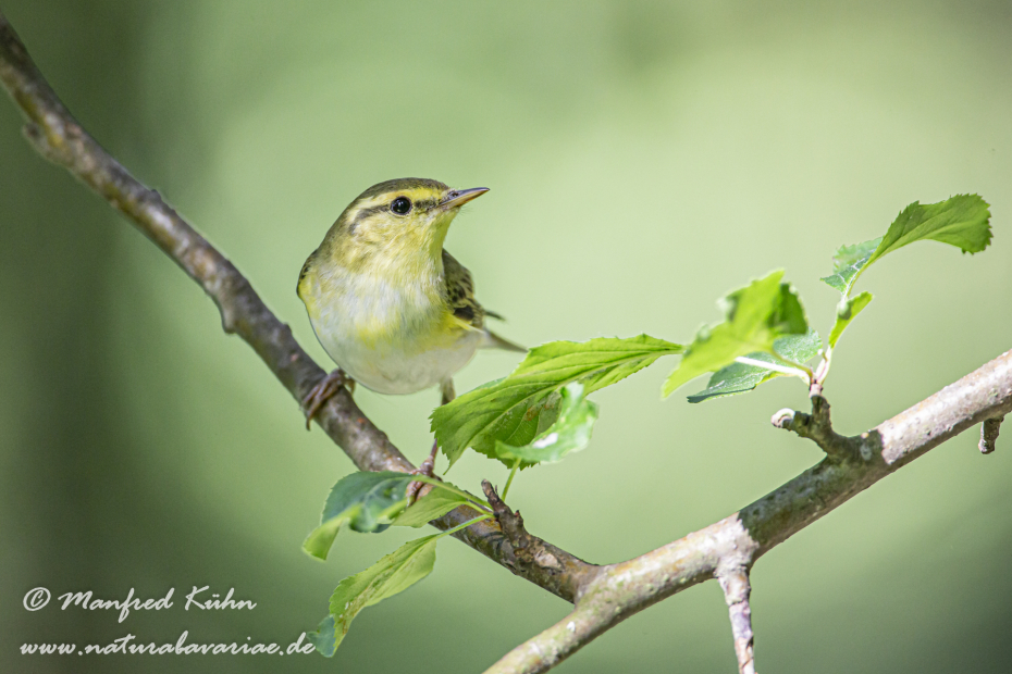 Laubsänger (Wald-)_0028