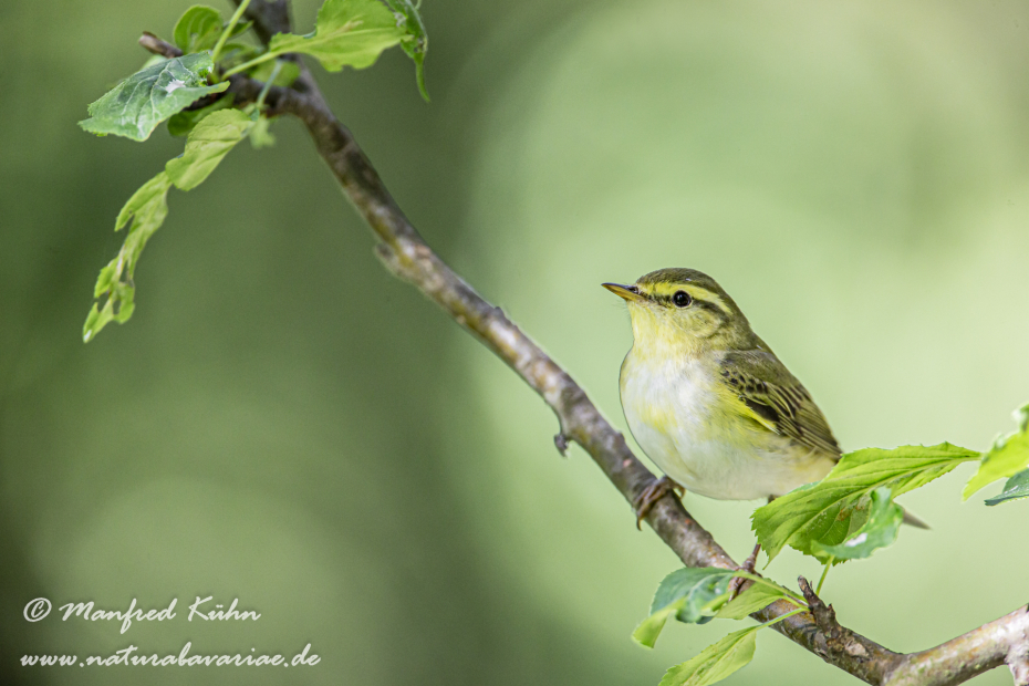 Laubsänger (Wald-)_0030