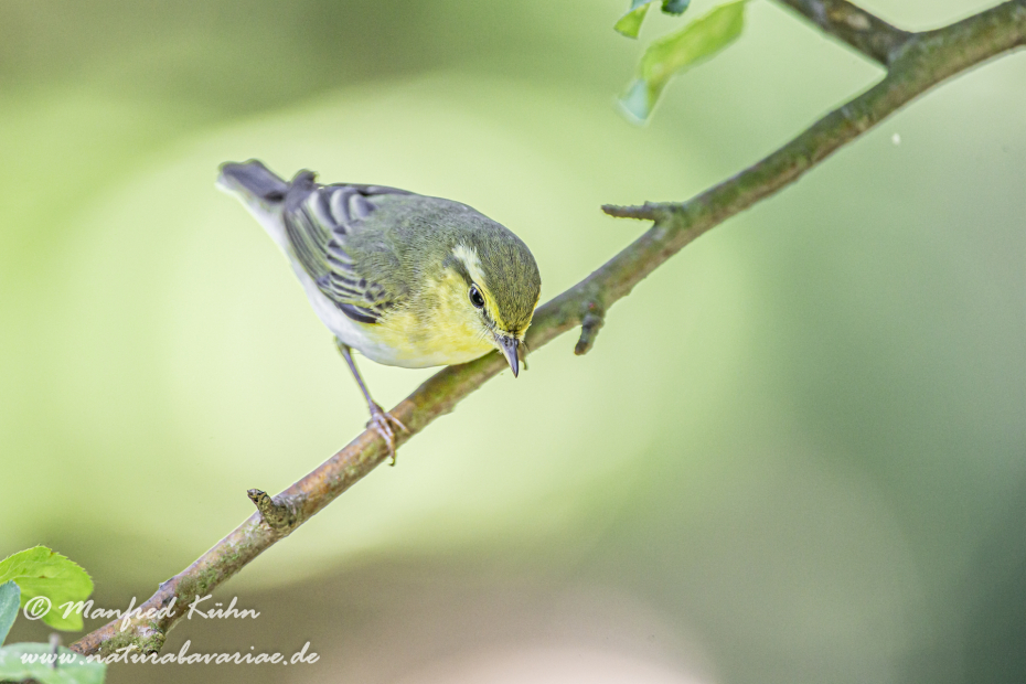 Laubsänger (Wald-)_0035