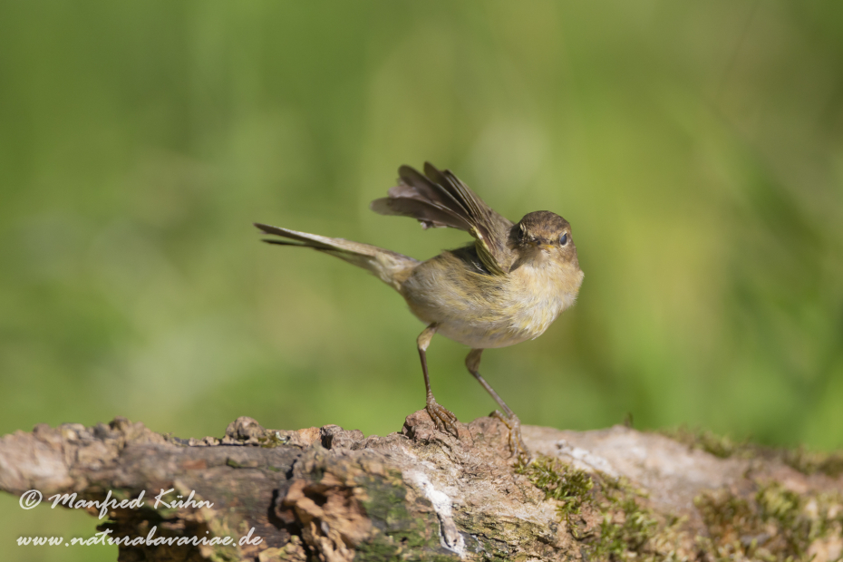 Laubsänger (Weiden-)_0026