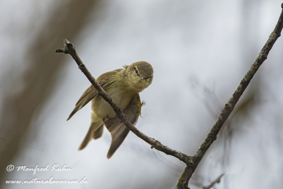 Laubsänger (Weiden-)_0028