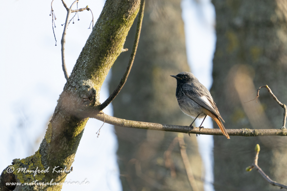 Hausrotschwanz ()_0066