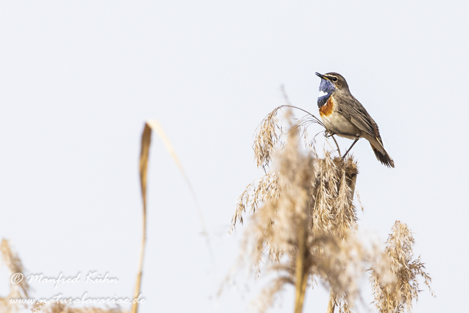 Blaukehlchen ()_0019