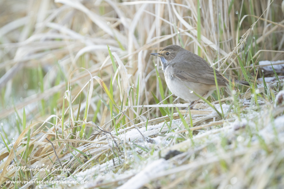 Blaukehlchen ()_0025