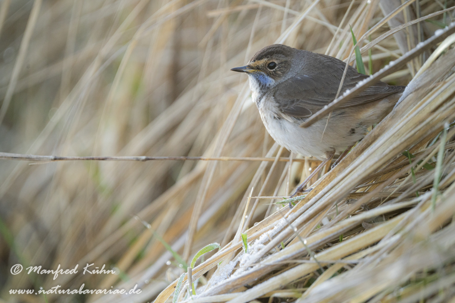 Blaukehlchen ()_0030