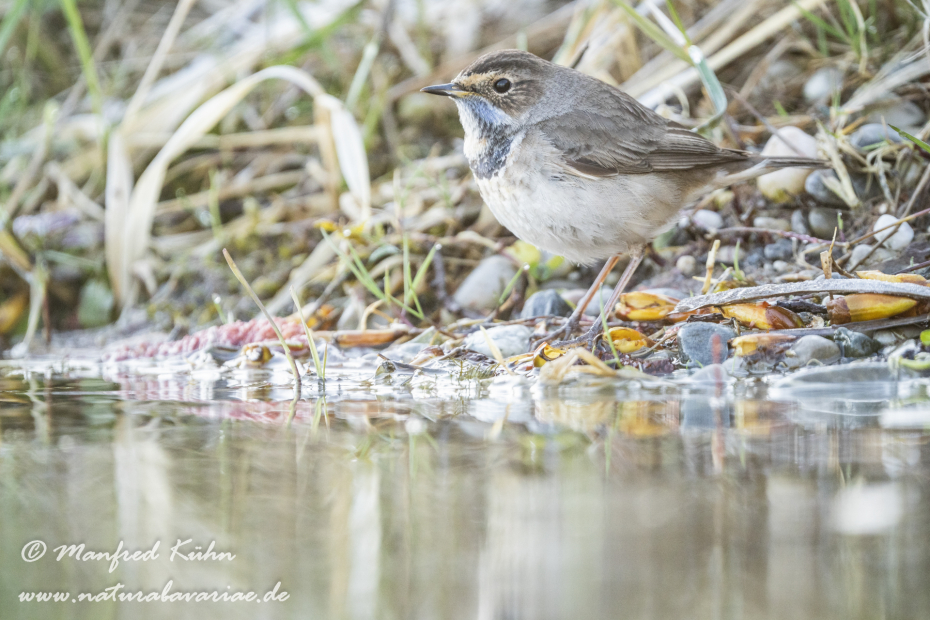 Blaukehlchen ()_0035