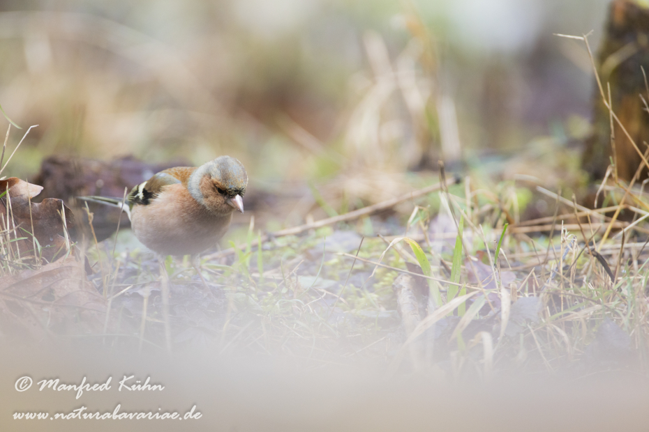 Buchfink ()_0097