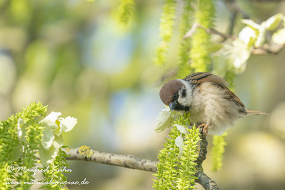 Feldsperling ()_0194