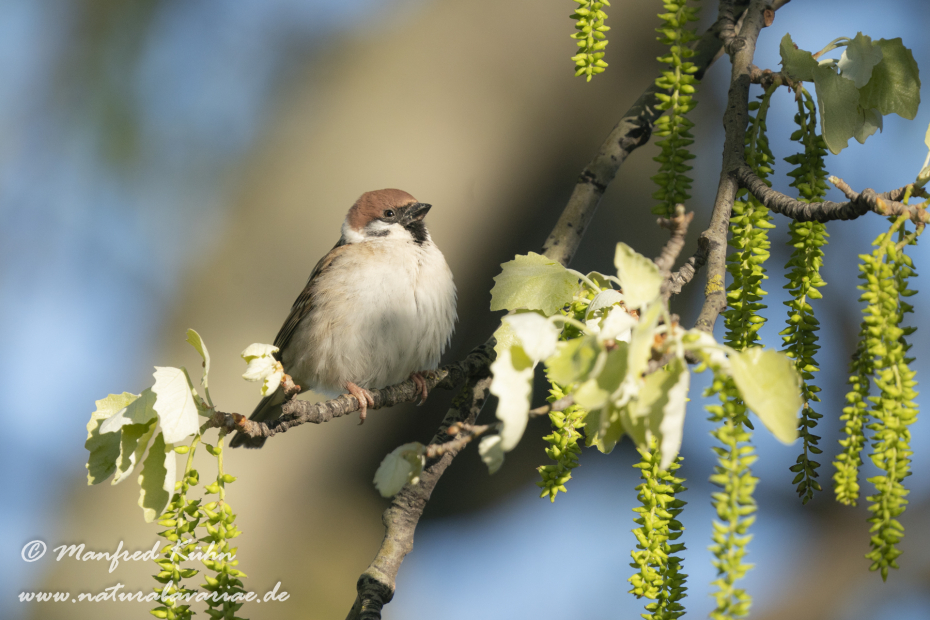 Feldsperling ()_0198