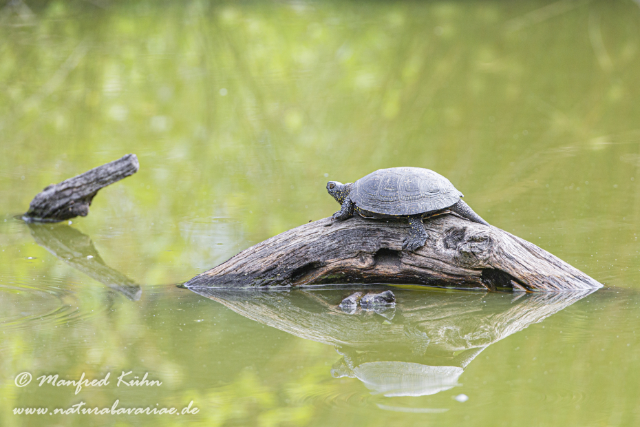 Sumpfschildkröte (Europäische)_0002