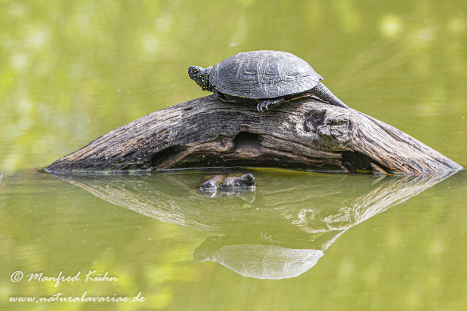 Sumpfschildkröte (Europäische)_0003